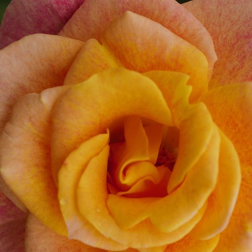 Online rózsa kertészet - virágágyi grandiflora - floribunda rózsa - sárga - rózsaszín - Rosa Landlust ® - nem illatos rózsa - W. Kordes’ Söhne® - Különleges színű virágai vágásra is alkalmasak.